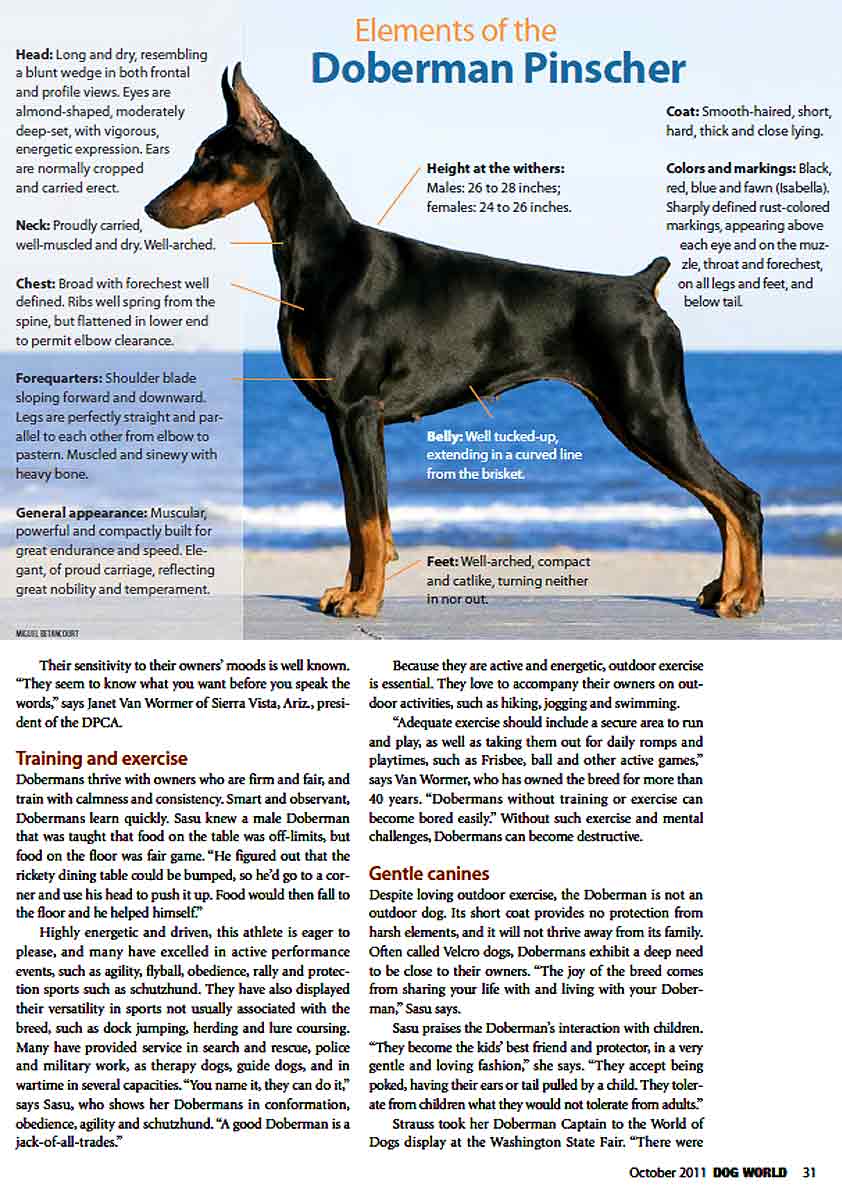 Dog World Article pg 4
