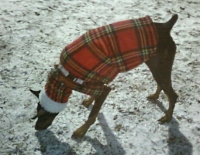 dobie in snow