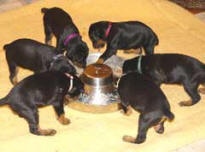 puppies eating